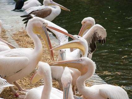 Amsterdam: Artis Royal Zoo, Serviced Apartments, Cove