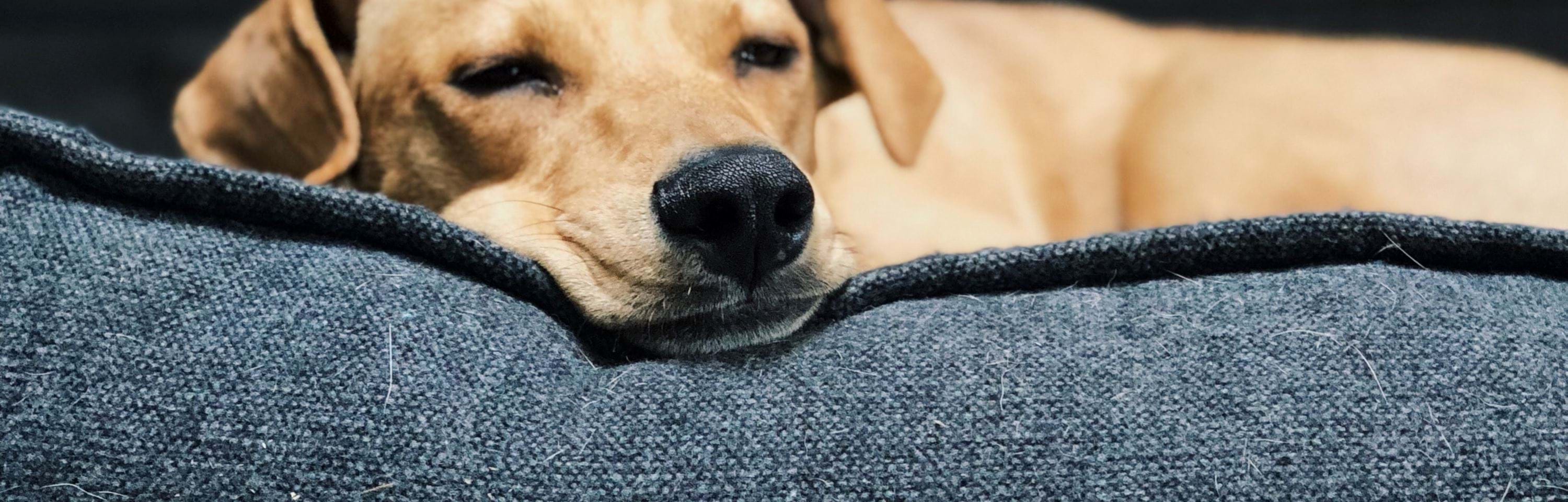 Dog Friendly Stays | Pet Friendly Serviced Apartments